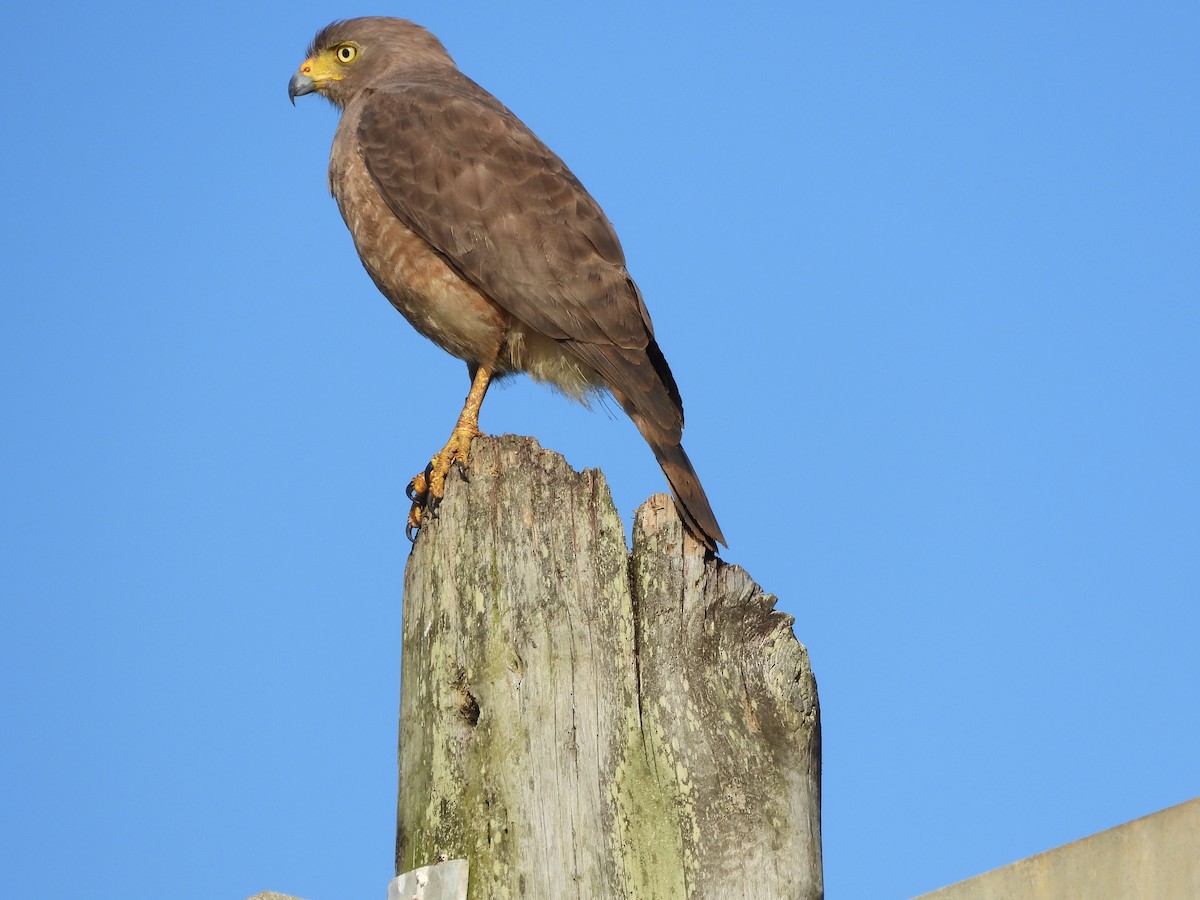 Roadside Hawk - William Woody