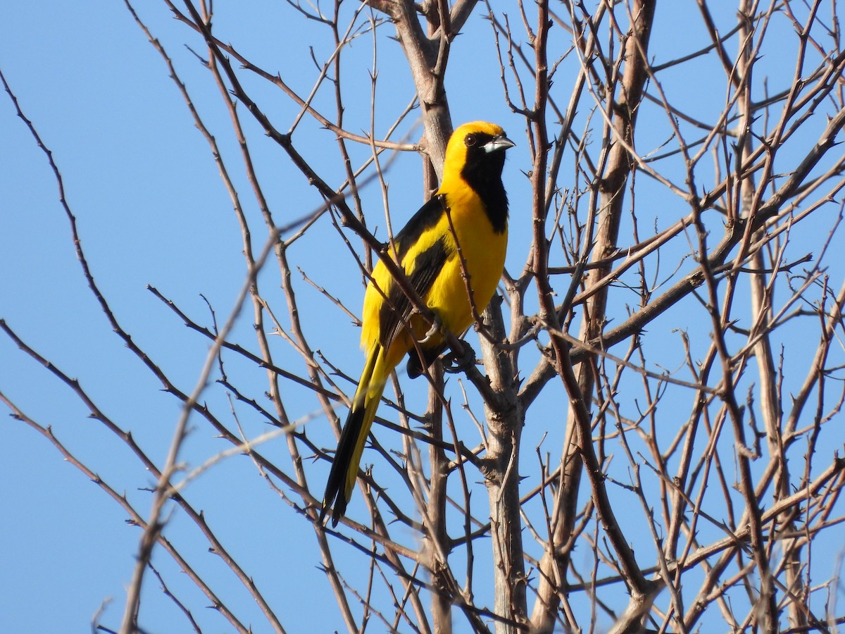 Yellow-tailed Oriole - ML615517104