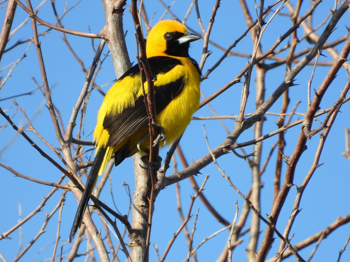 Yellow-tailed Oriole - ML615517136