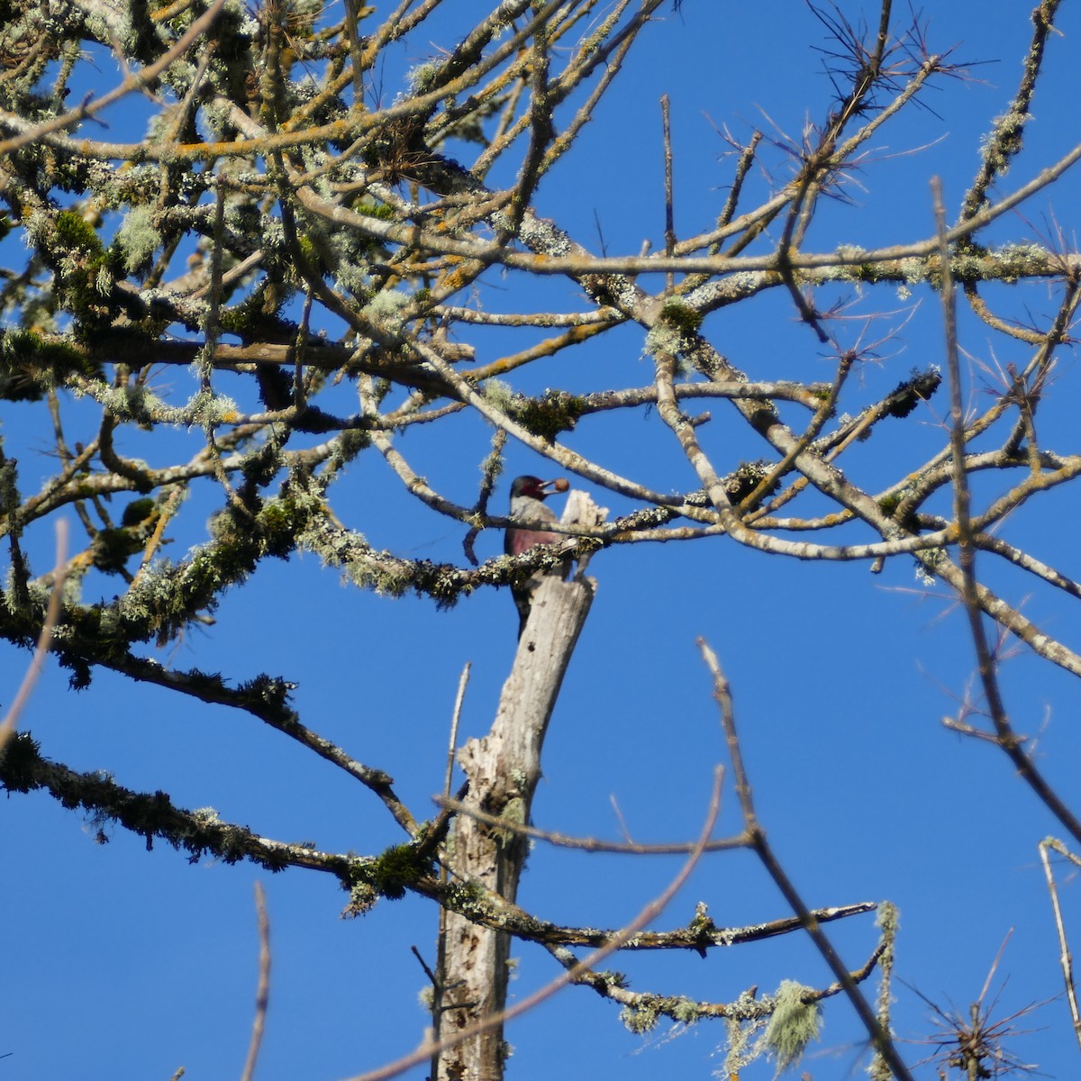 Lewis's Woodpecker - John Foster