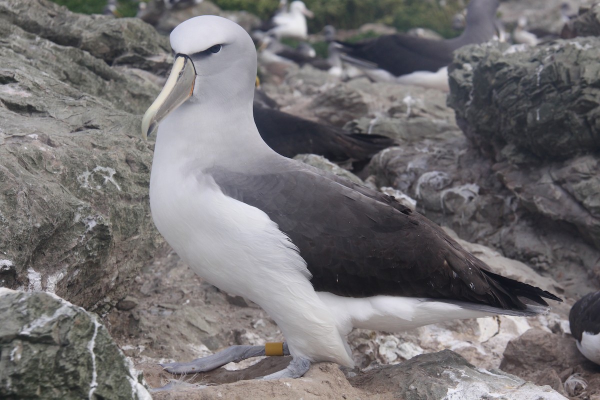 Salvin's Albatross - Mark Fraser