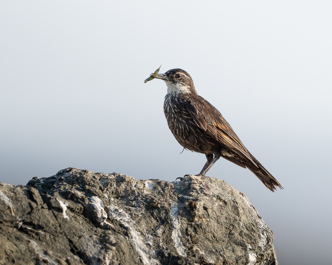 fjærebergkall - ML615517229