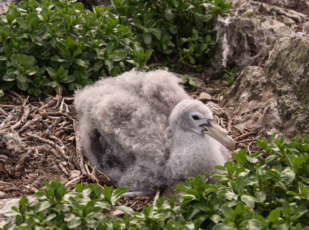 Northern Giant-Petrel - Mark Fraser