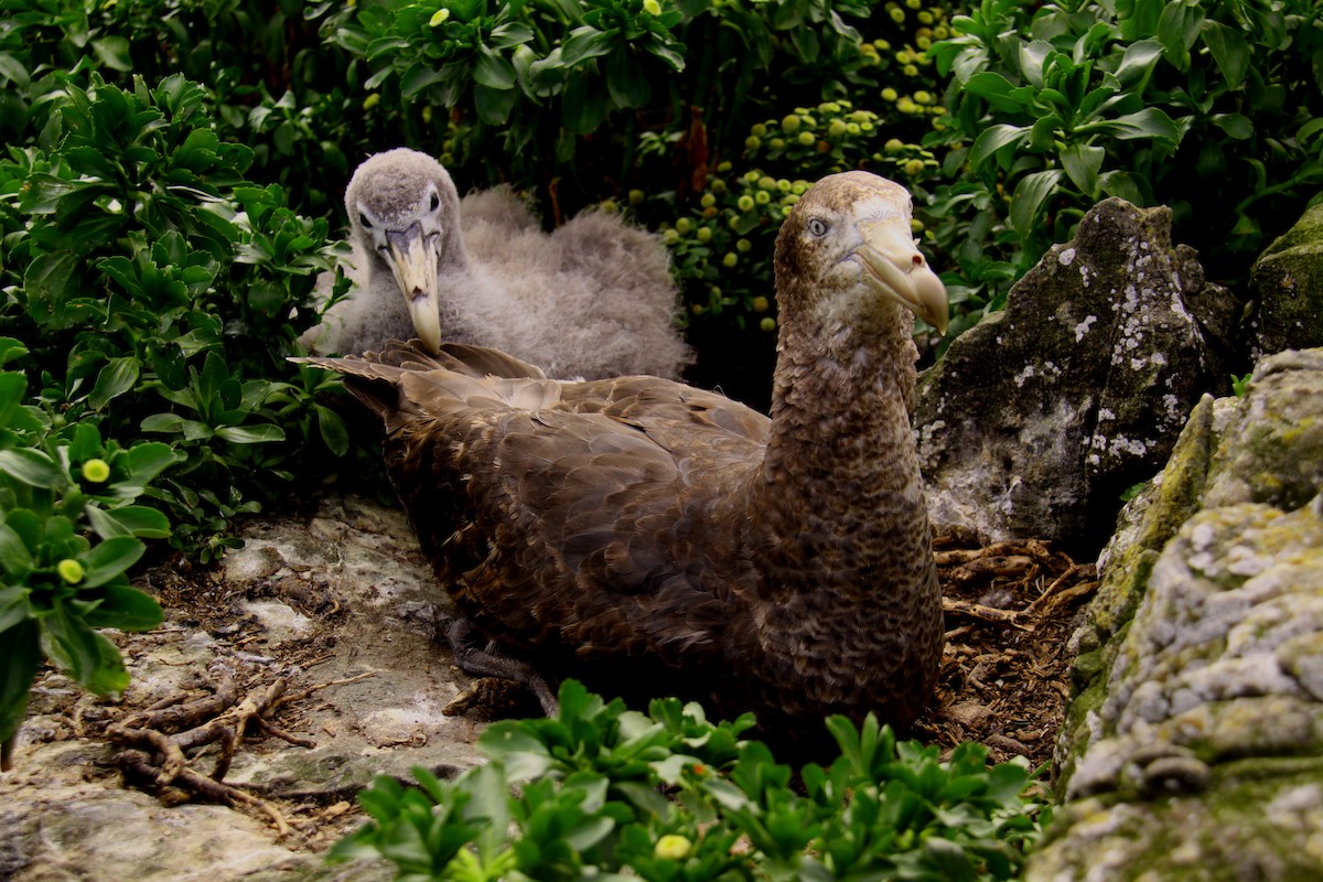 Northern Giant-Petrel - Mark Fraser