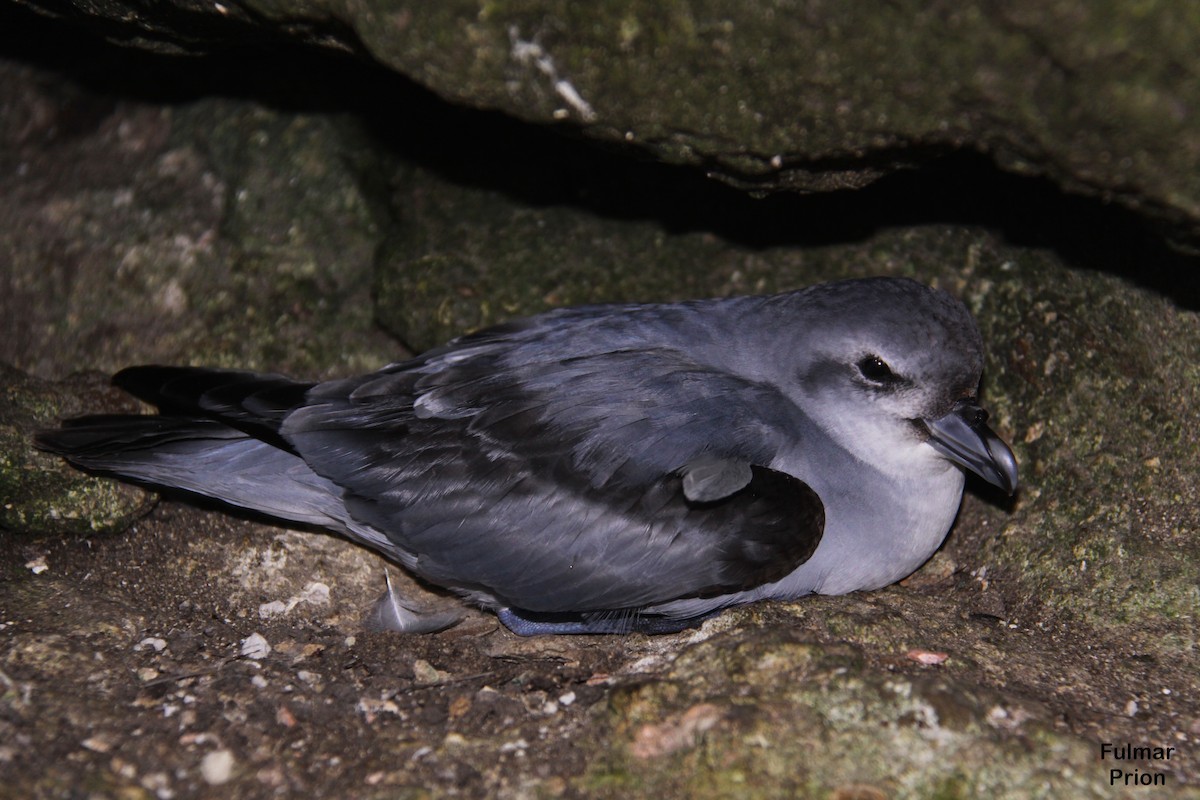 Fulmar Prion - Mark Fraser