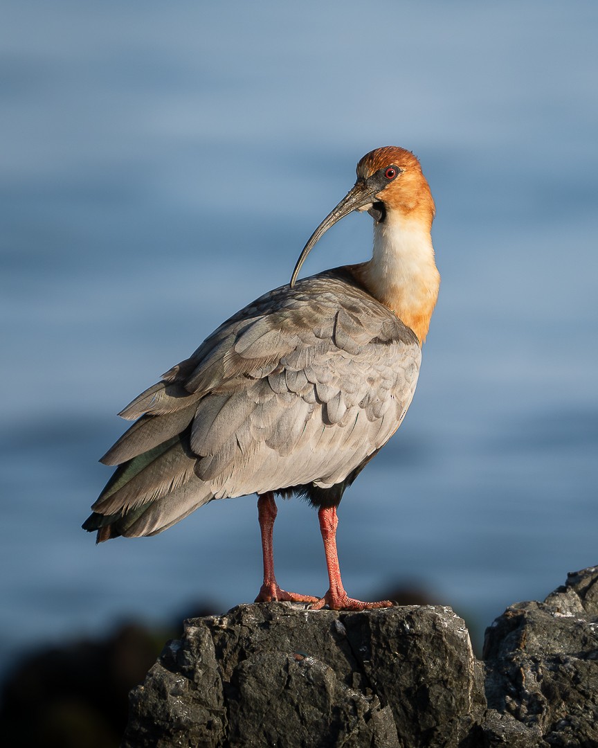 Black-faced Ibis - Victor Orquera