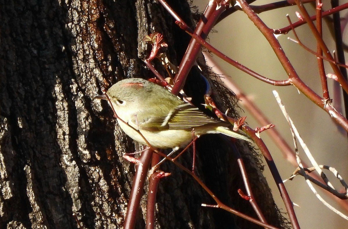 Ruby-crowned Kinglet - ML615517269