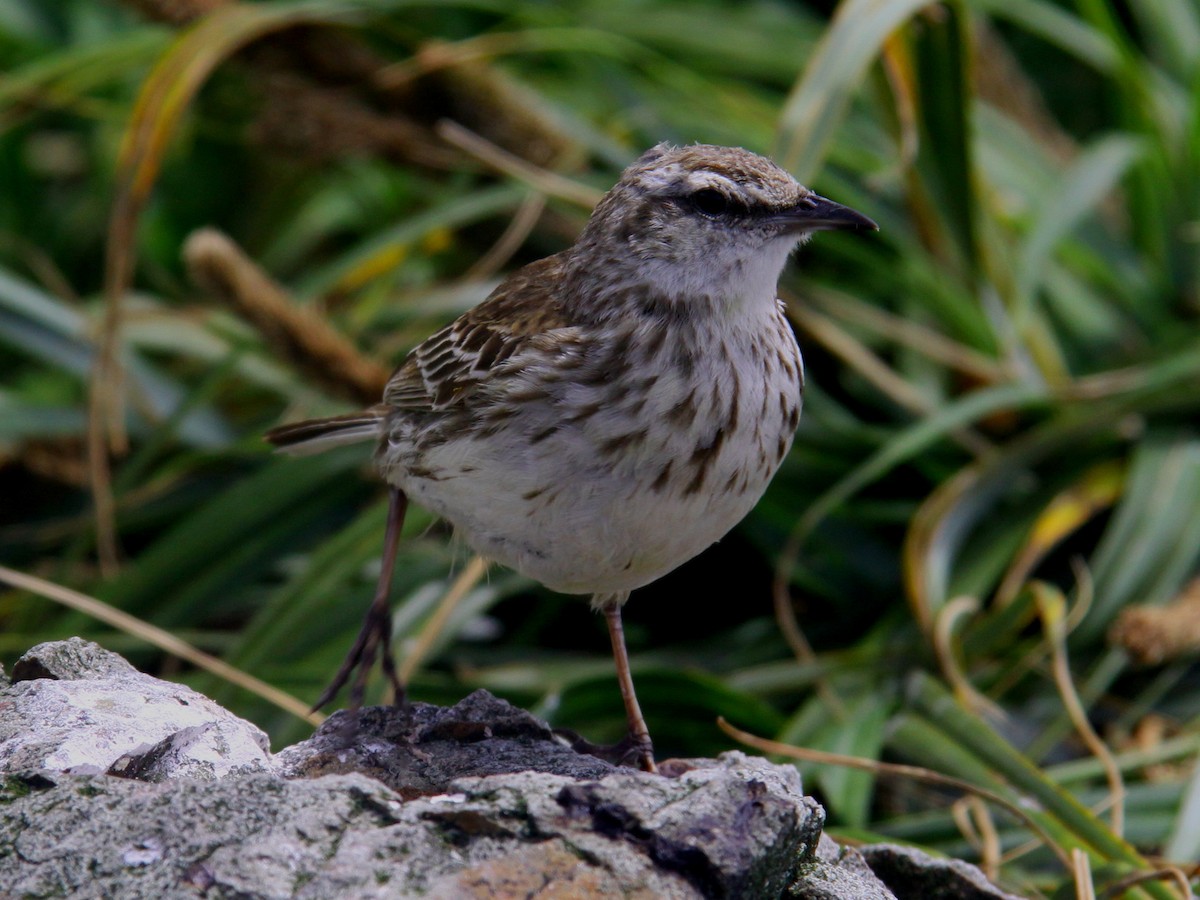 New Zealand Pipit - Mark Fraser