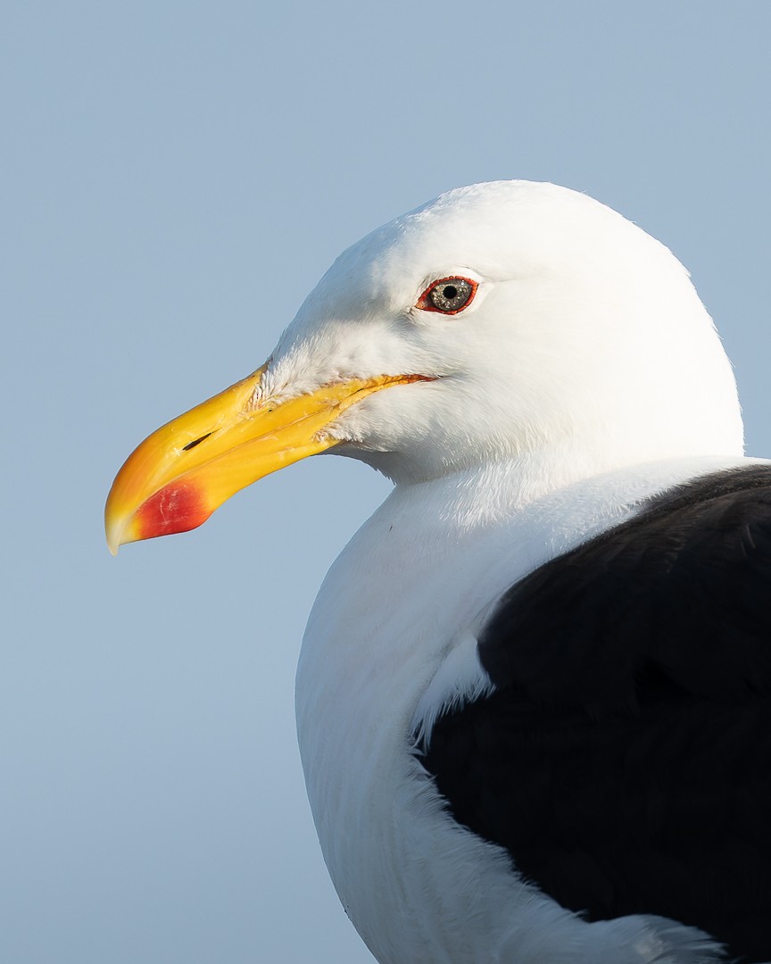 Kelp Gull - Victor Orquera