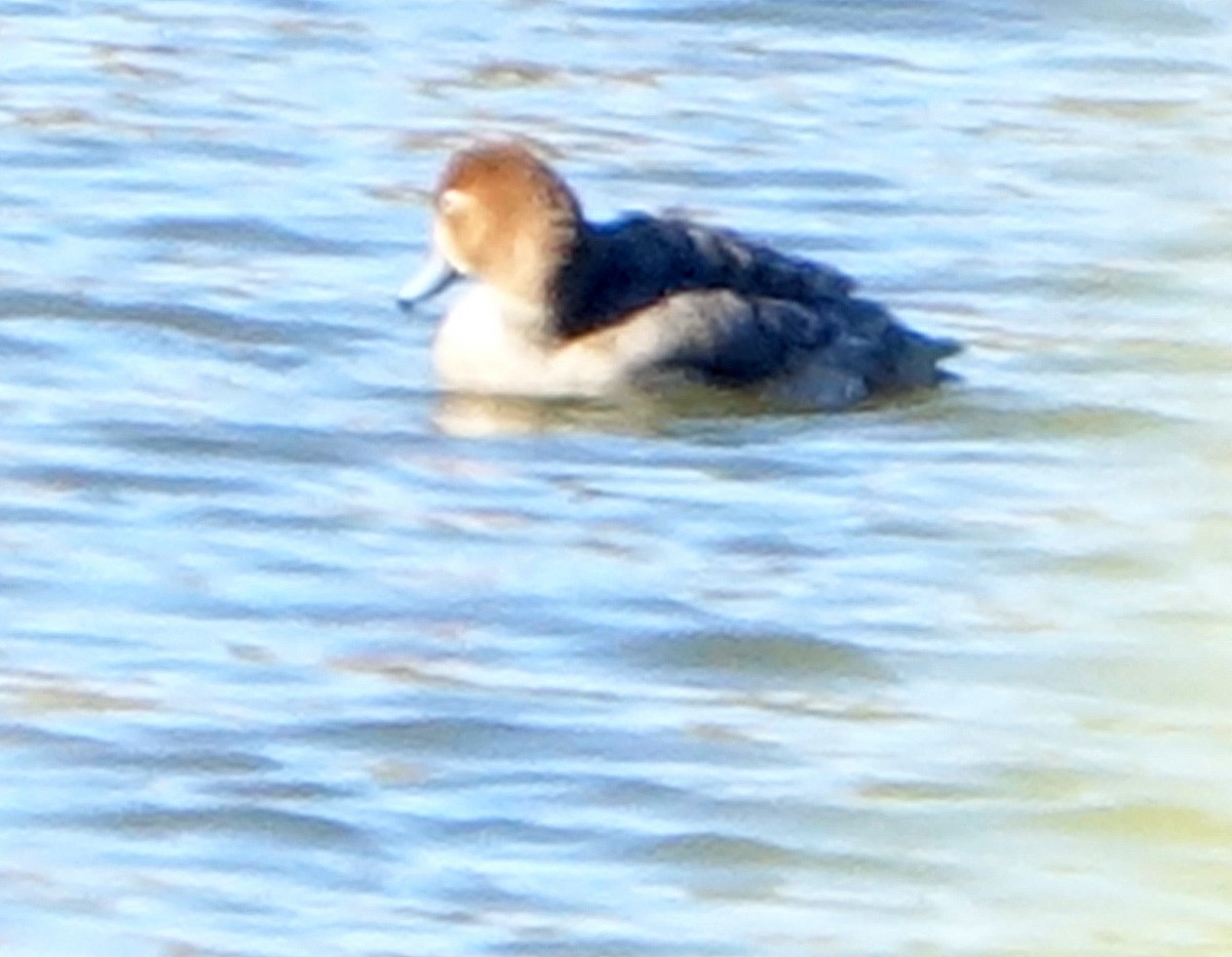 Redhead - ML615517385