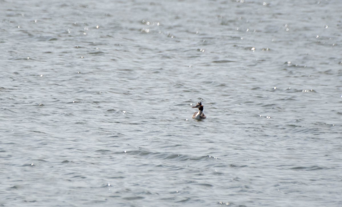 Great Crested Grebe - ML615517386
