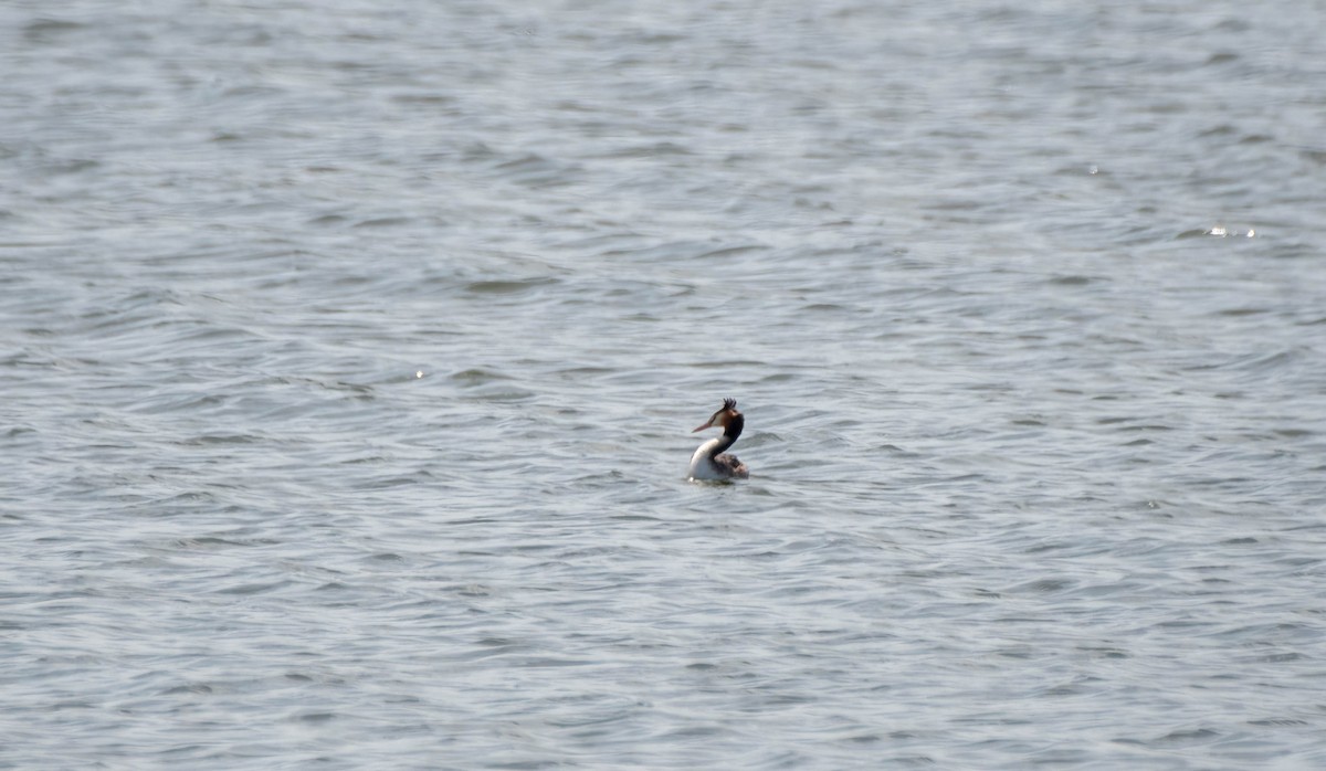 Great Crested Grebe - ML615517387