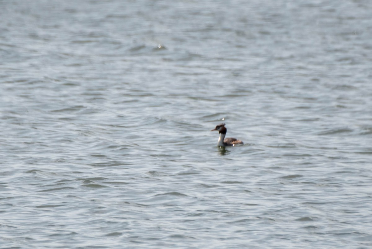 Great Crested Grebe - ML615517388