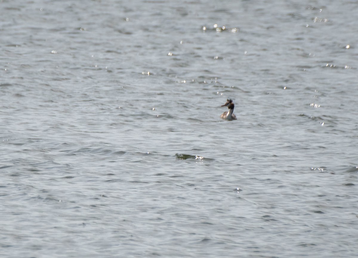 Great Crested Grebe - ML615517389