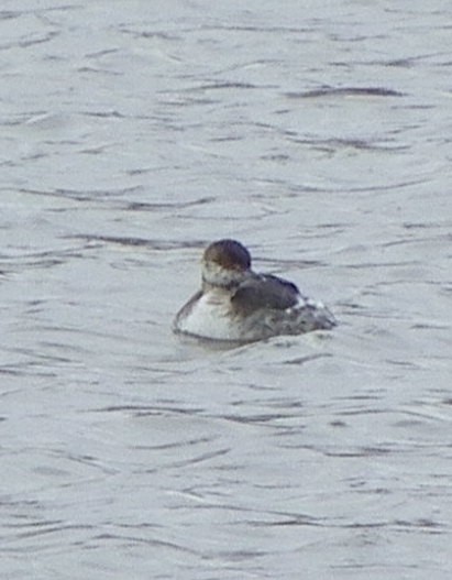 Horned Grebe - ML615517394