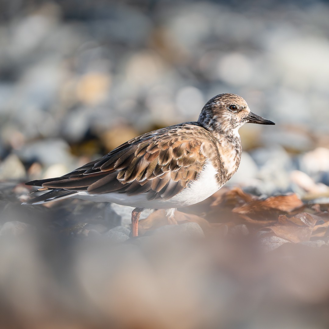 Ruddy Turnstone - Victor Orquera