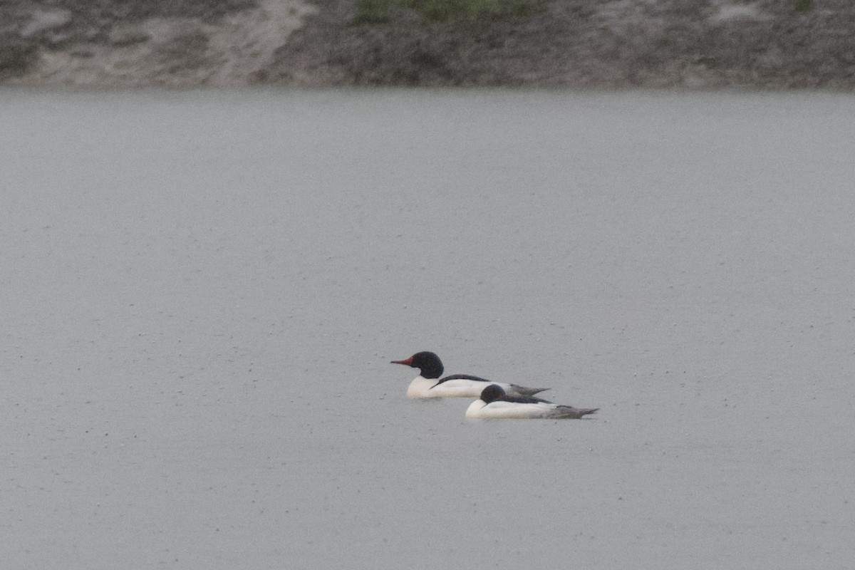 Common Merganser (North American) - ML615517419