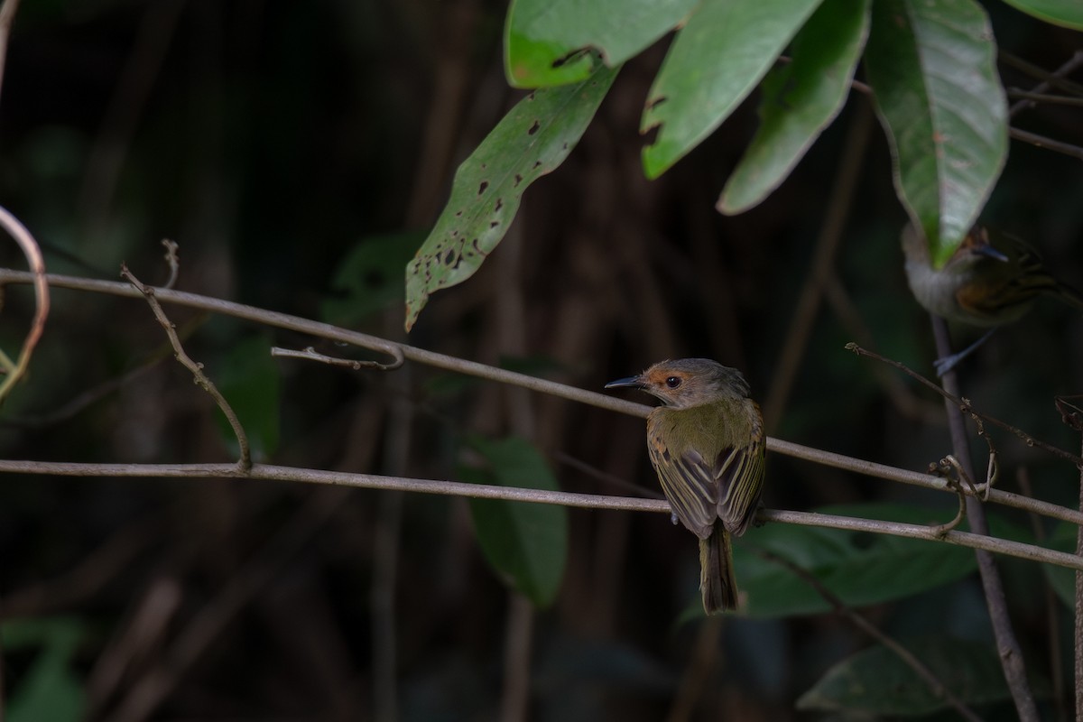 Rusty-fronted Tody-Flycatcher - ML615517468