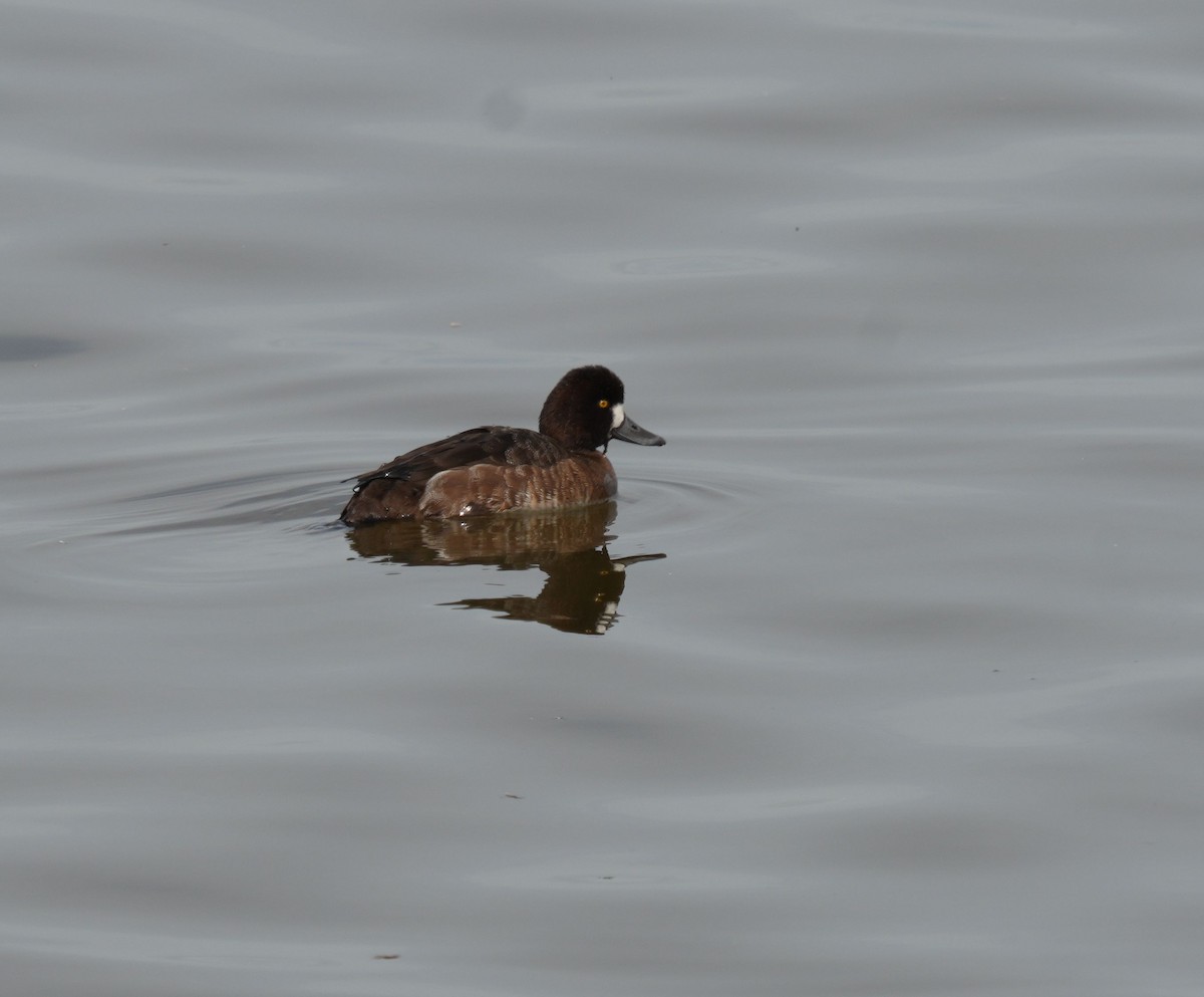 Greater Scaup - ML615517473