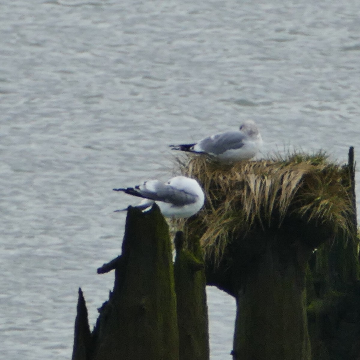 Short-billed Gull - ML615517542