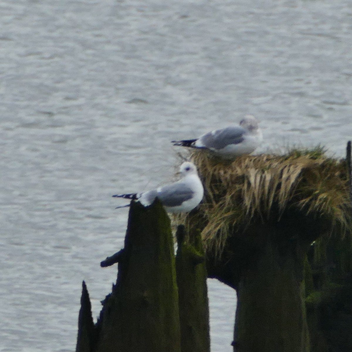 Short-billed Gull - ML615517543