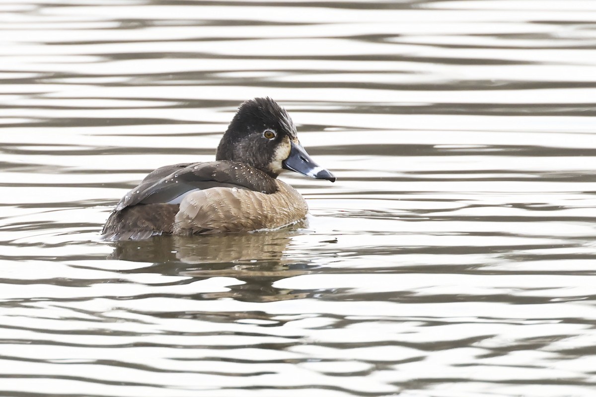 Ring-necked Duck - ML615517547