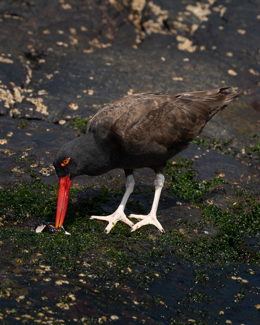 Blackish Oystercatcher - Victor Orquera