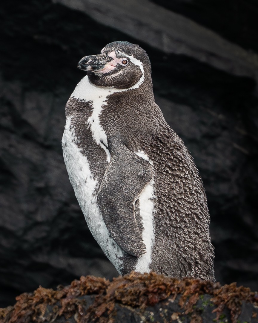 Humboldt Penguin - Victor Orquera