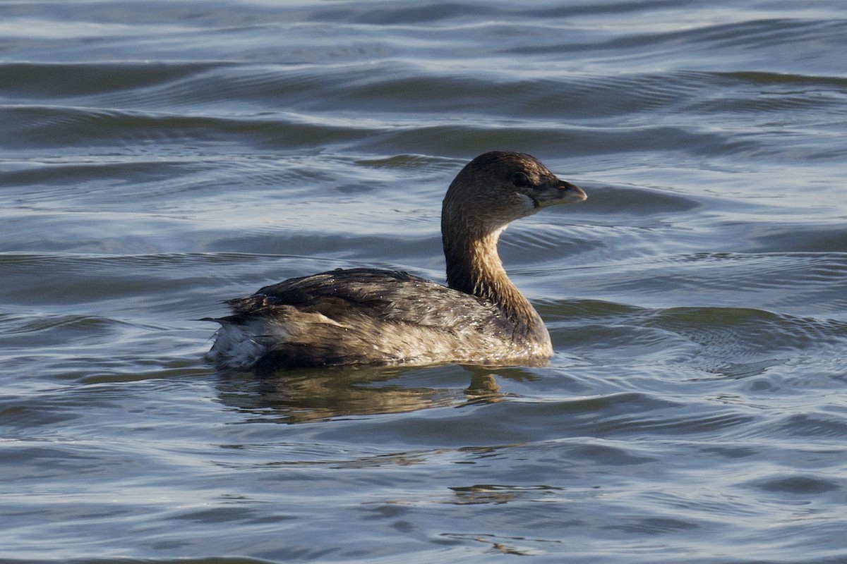 Pied-billed Grebe - ML615517582