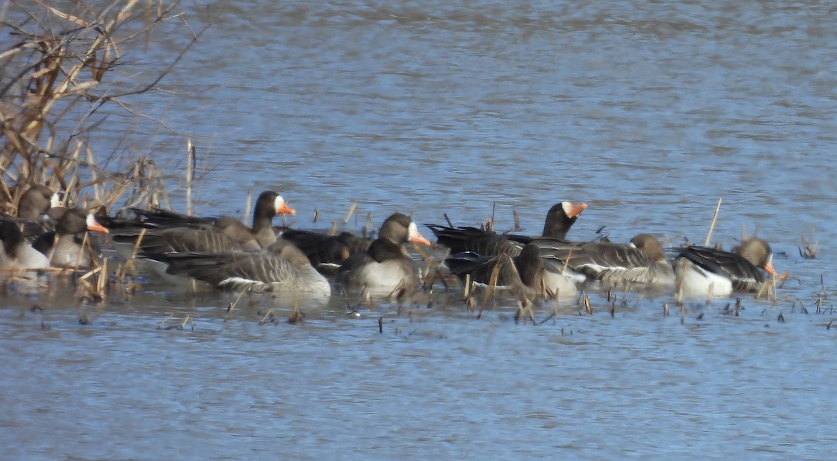 Greater White-fronted Goose - ML615517587