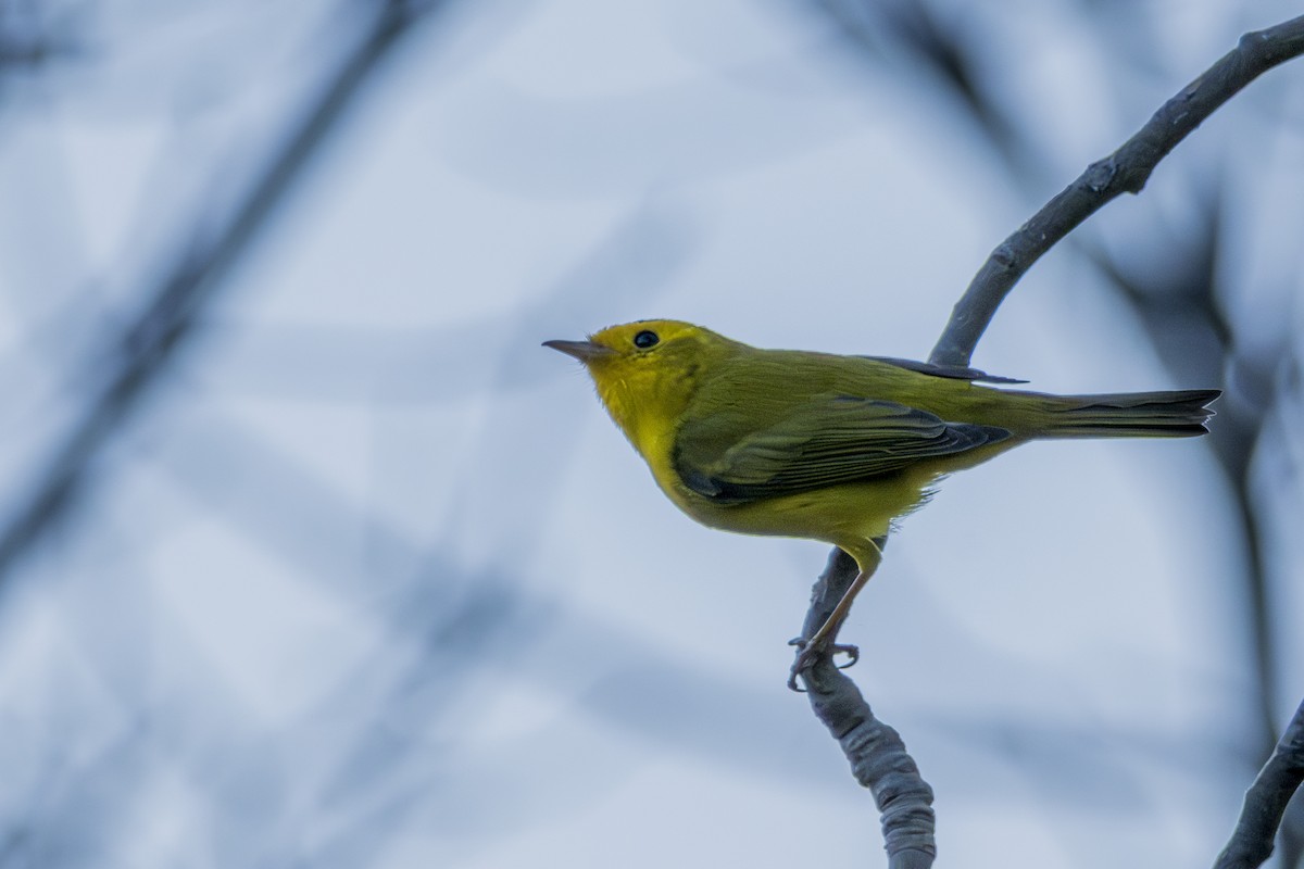 Wilson's Warbler - ML615517596