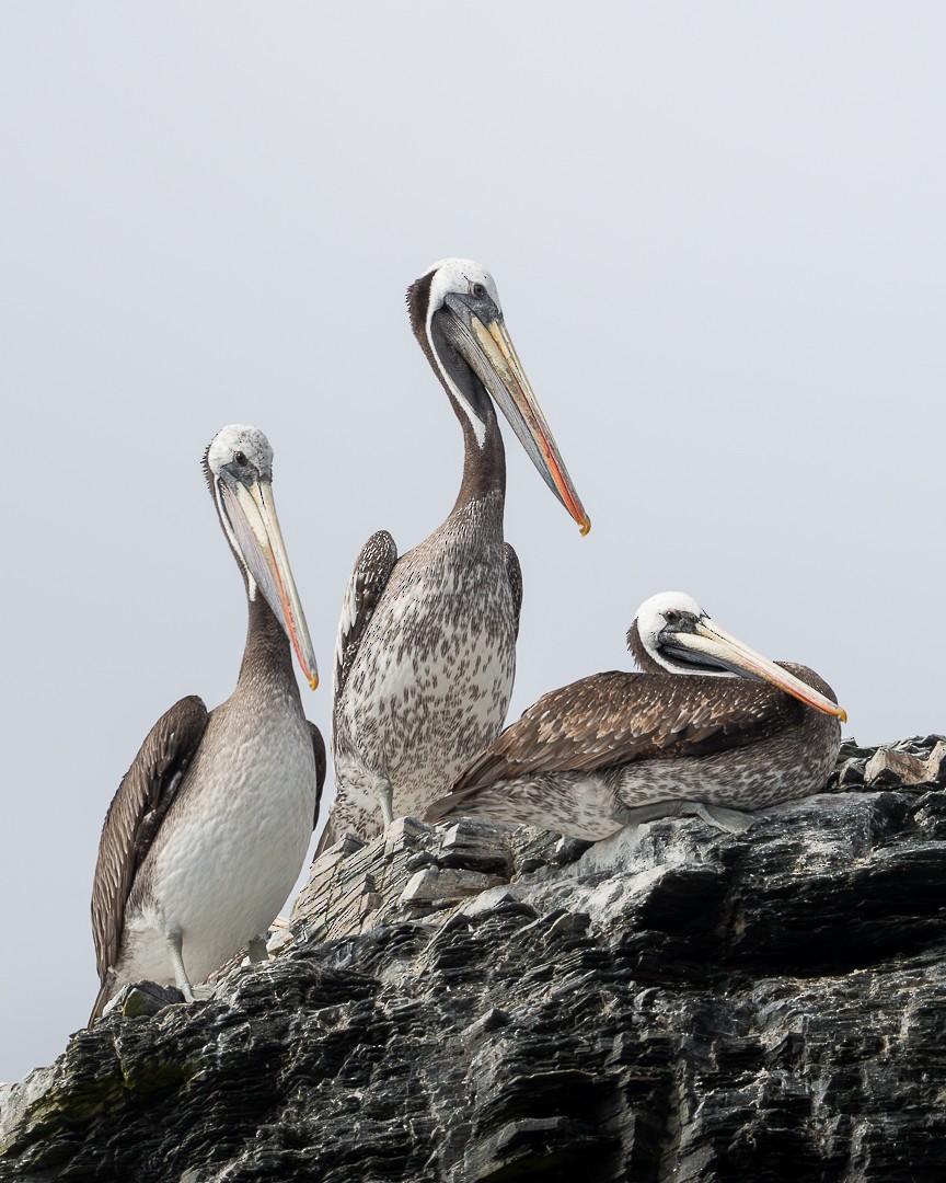 Peruvian Pelican - ML615517603