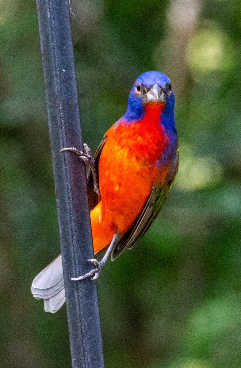 Painted Bunting - ML615517605