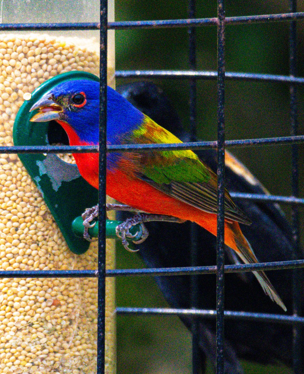 Painted Bunting - ML615517619