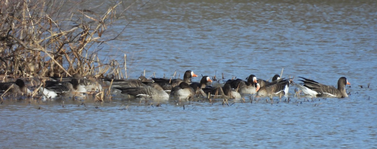 Greater White-fronted Goose - ML615517648