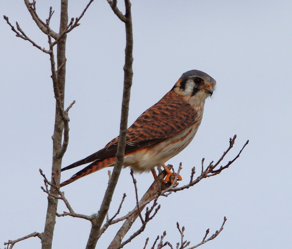 American Kestrel - ML615517741