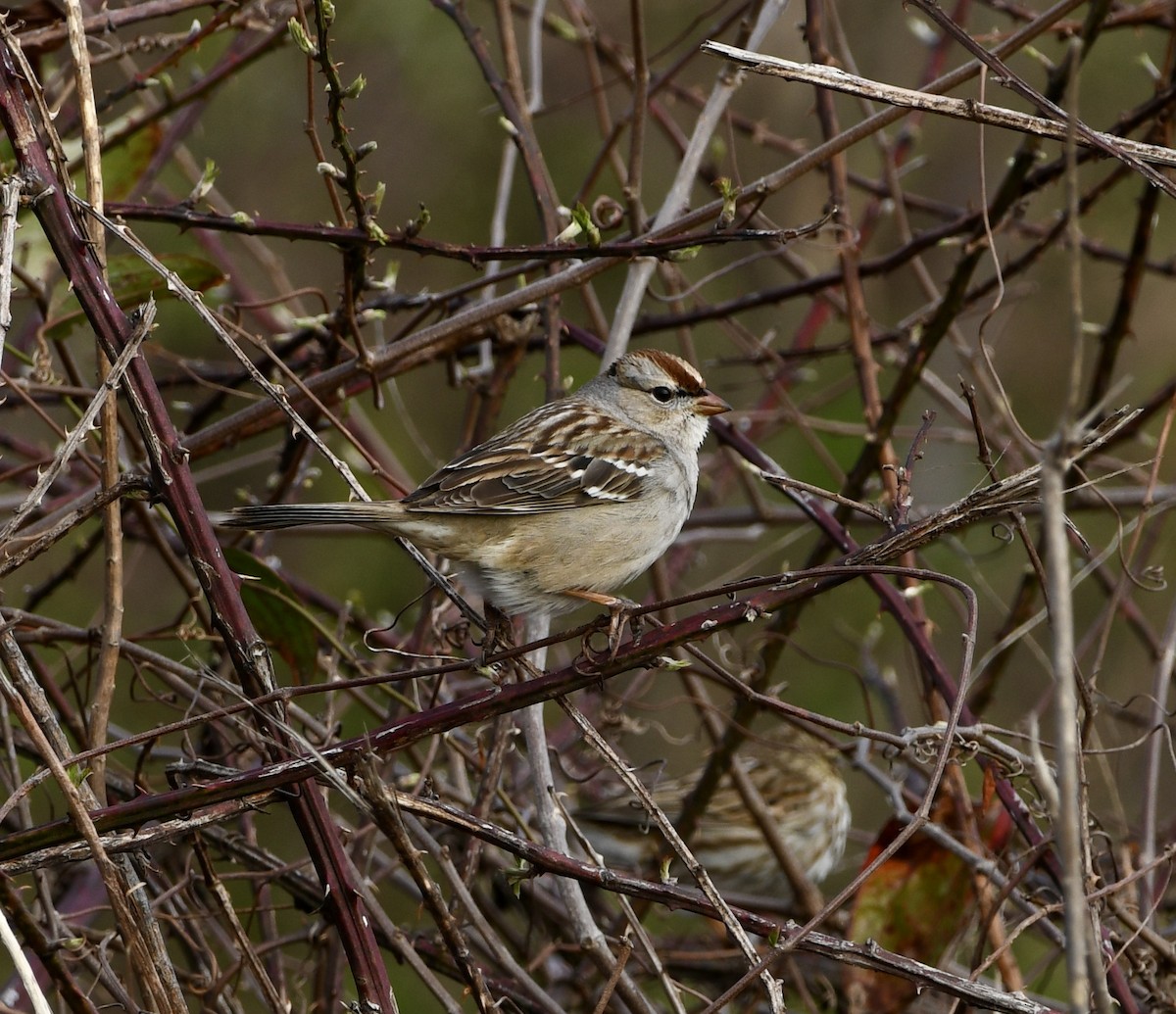 White-crowned Sparrow - ML615517745