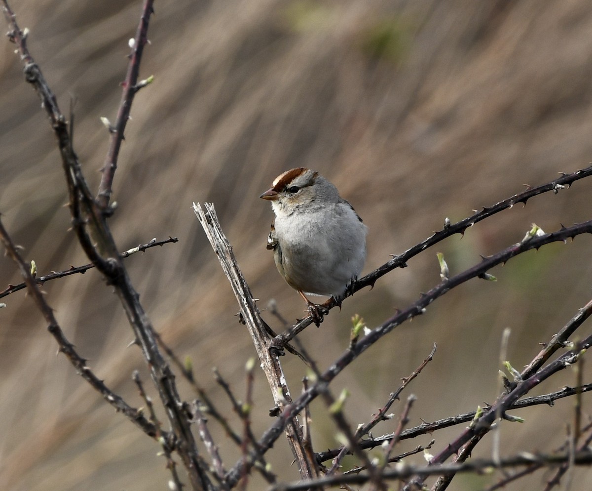 White-crowned Sparrow - ML615517749