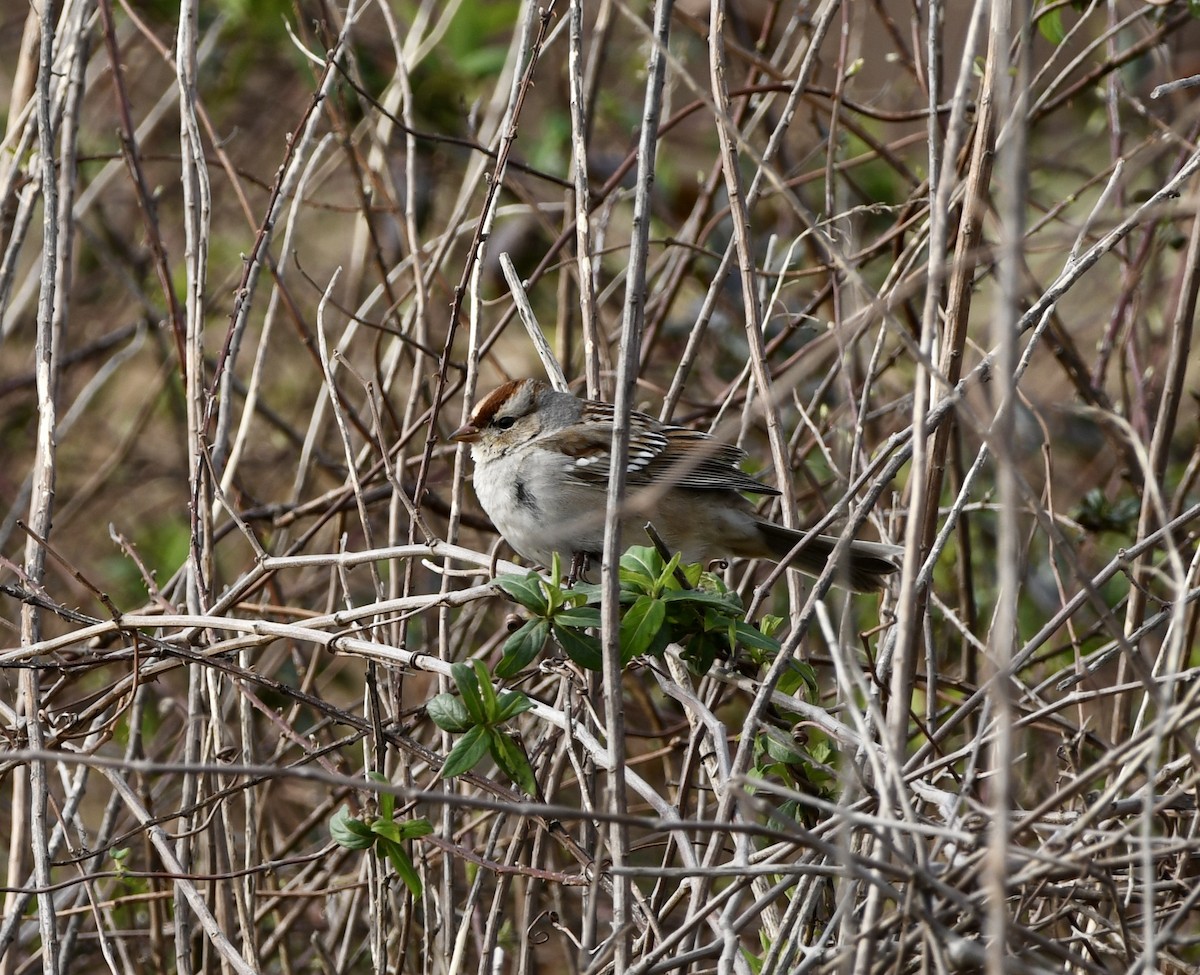 White-crowned Sparrow - ML615517751