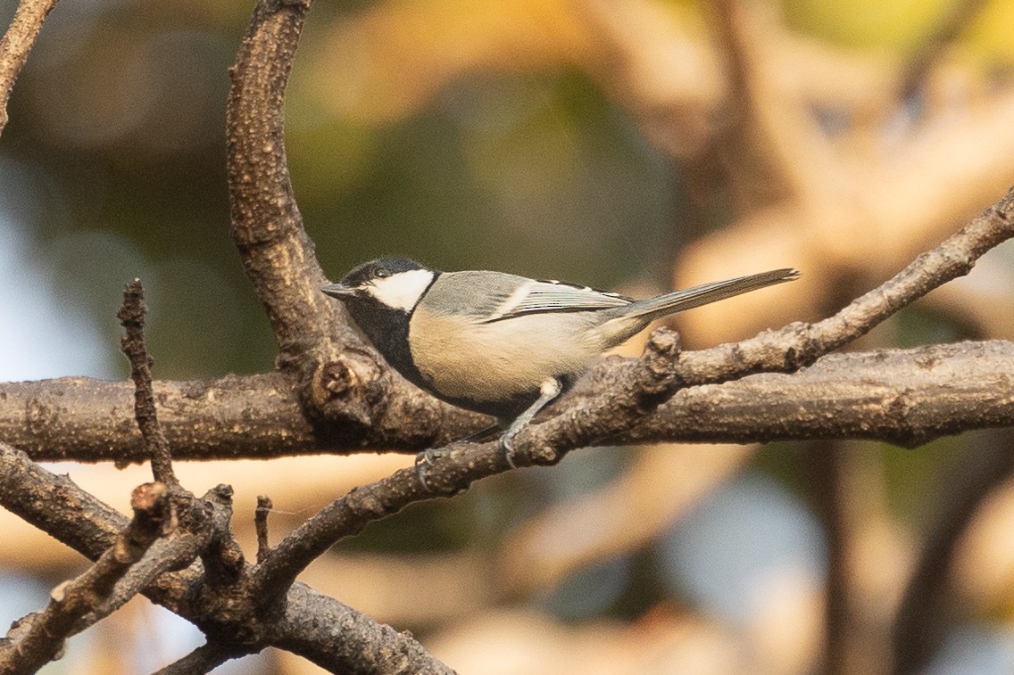 Cinereous Tit - ML615517757