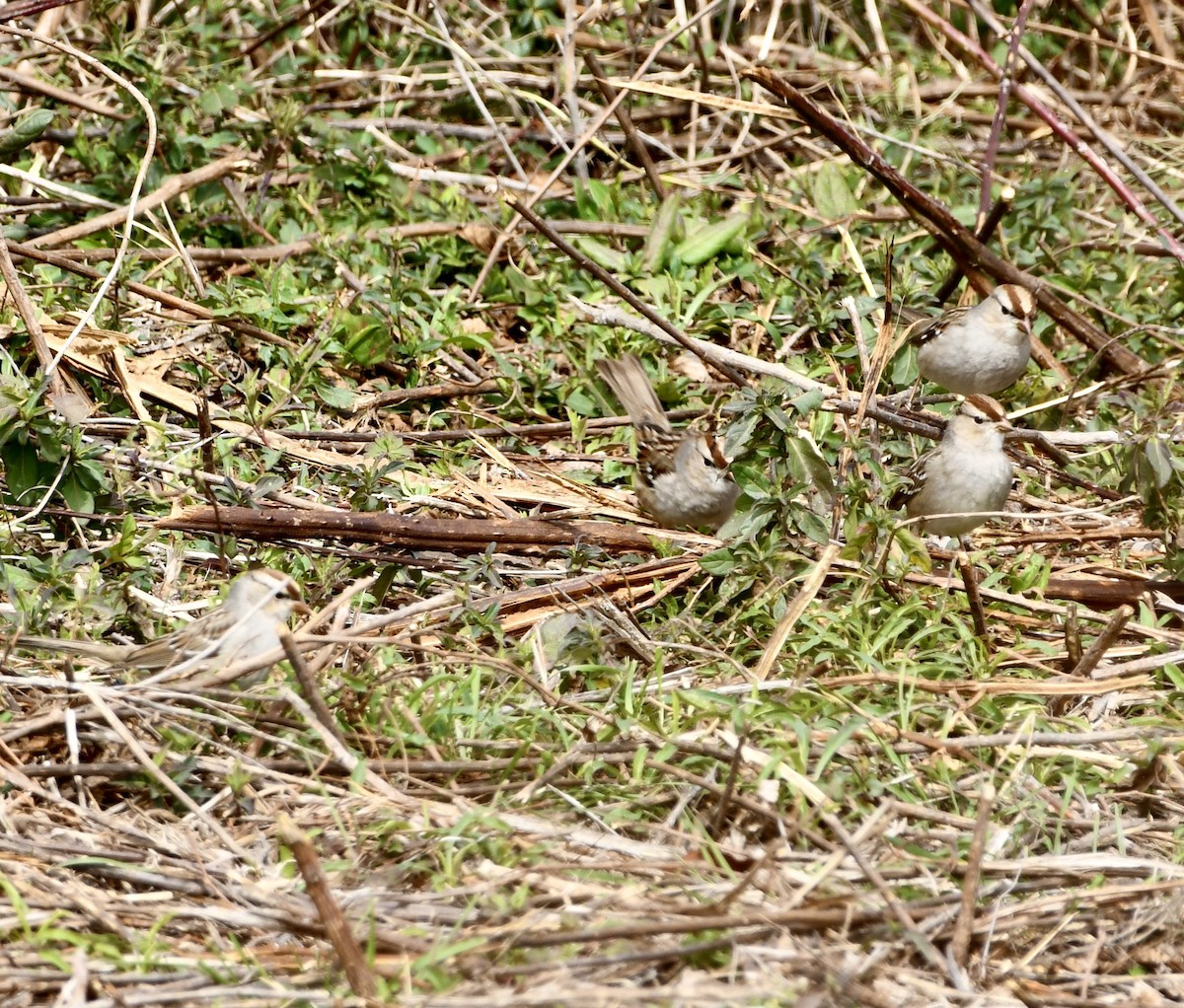 White-crowned Sparrow - ML615517762