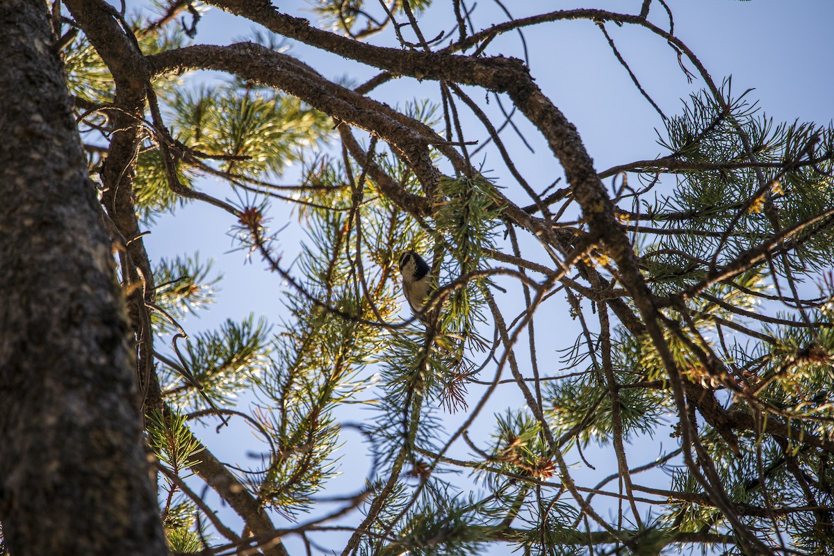 Mountain Chickadee - Anthony Rafiq