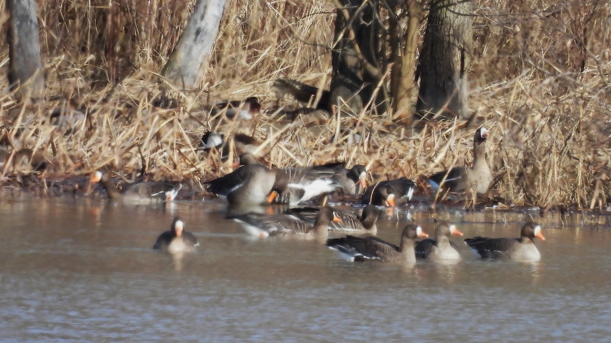 Greater White-fronted Goose - ML615517785