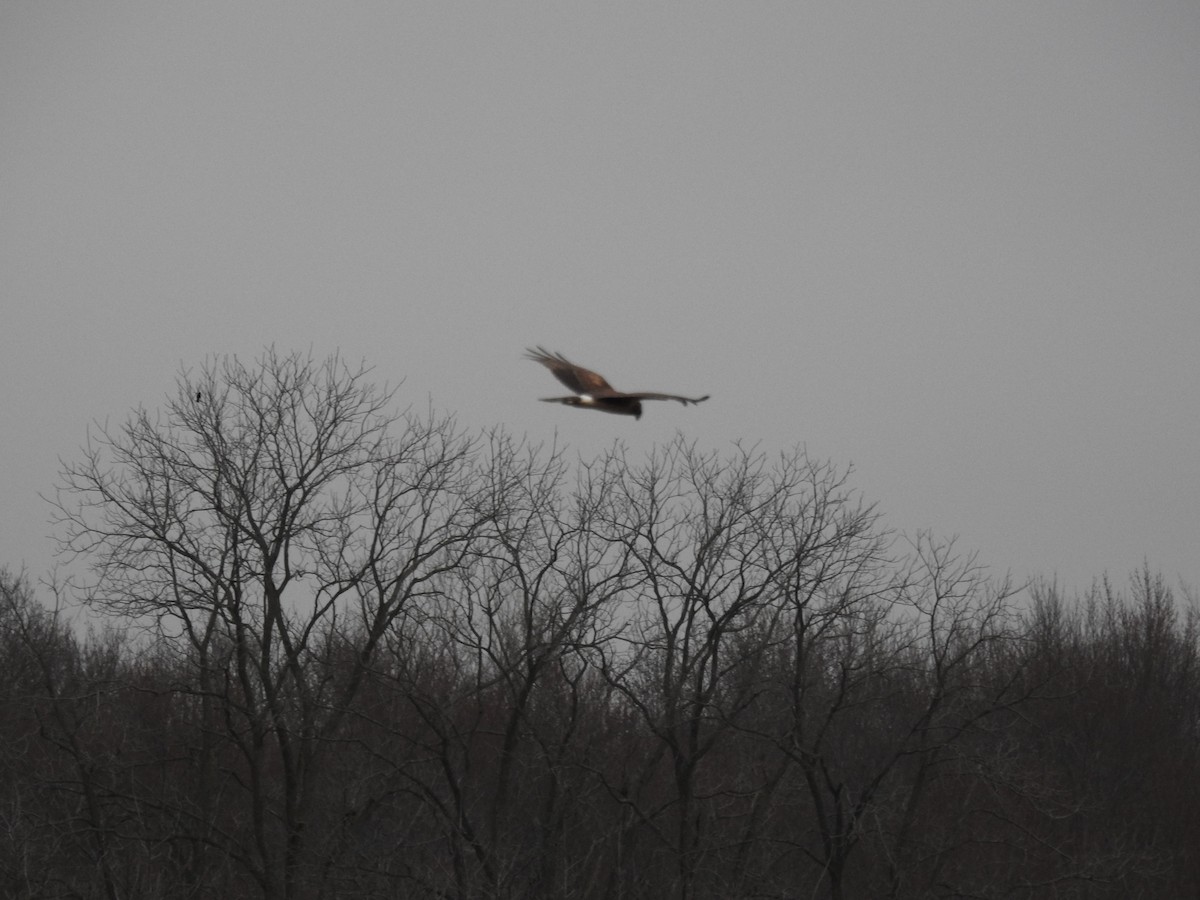 Northern Harrier - ML615517806