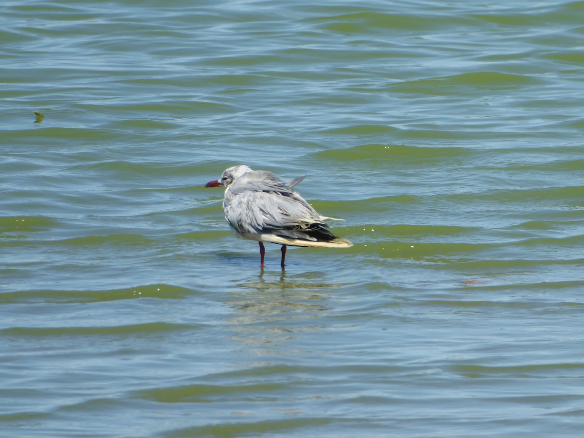 Brown-hooded Gull - ML615517822