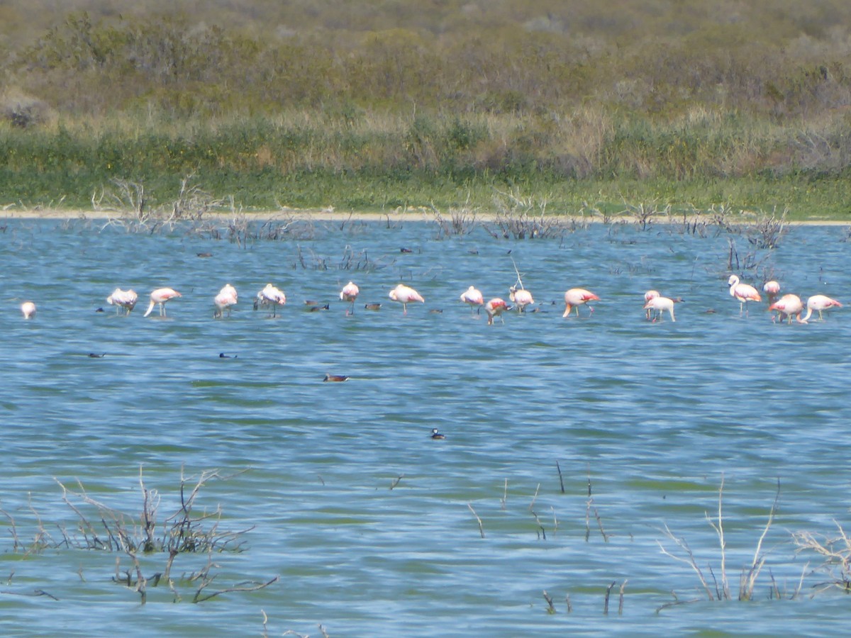 Chilean Flamingo - ML615517839