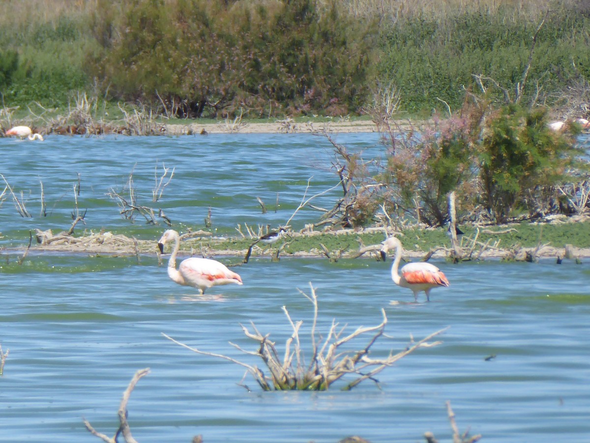 Chilean Flamingo - ML615517843