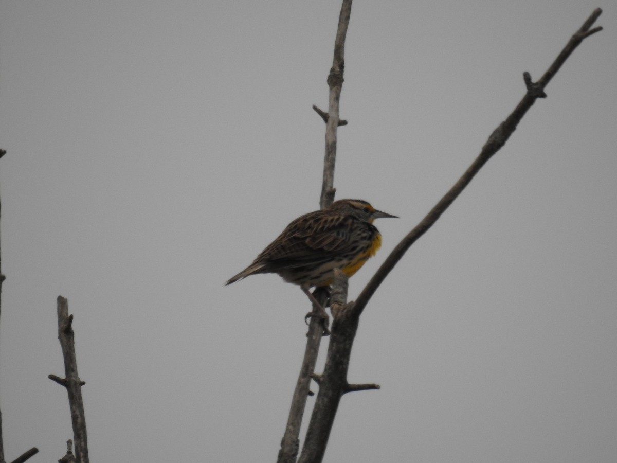 Eastern Meadowlark - ML615517847