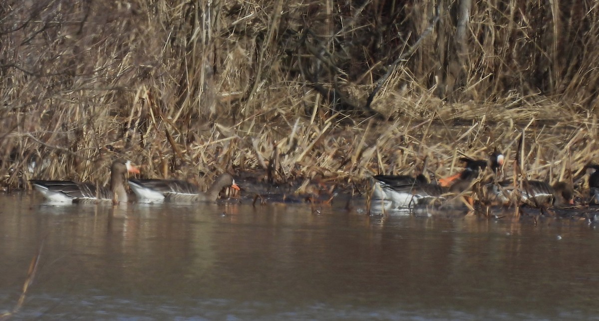 Greater White-fronted Goose - ML615517865