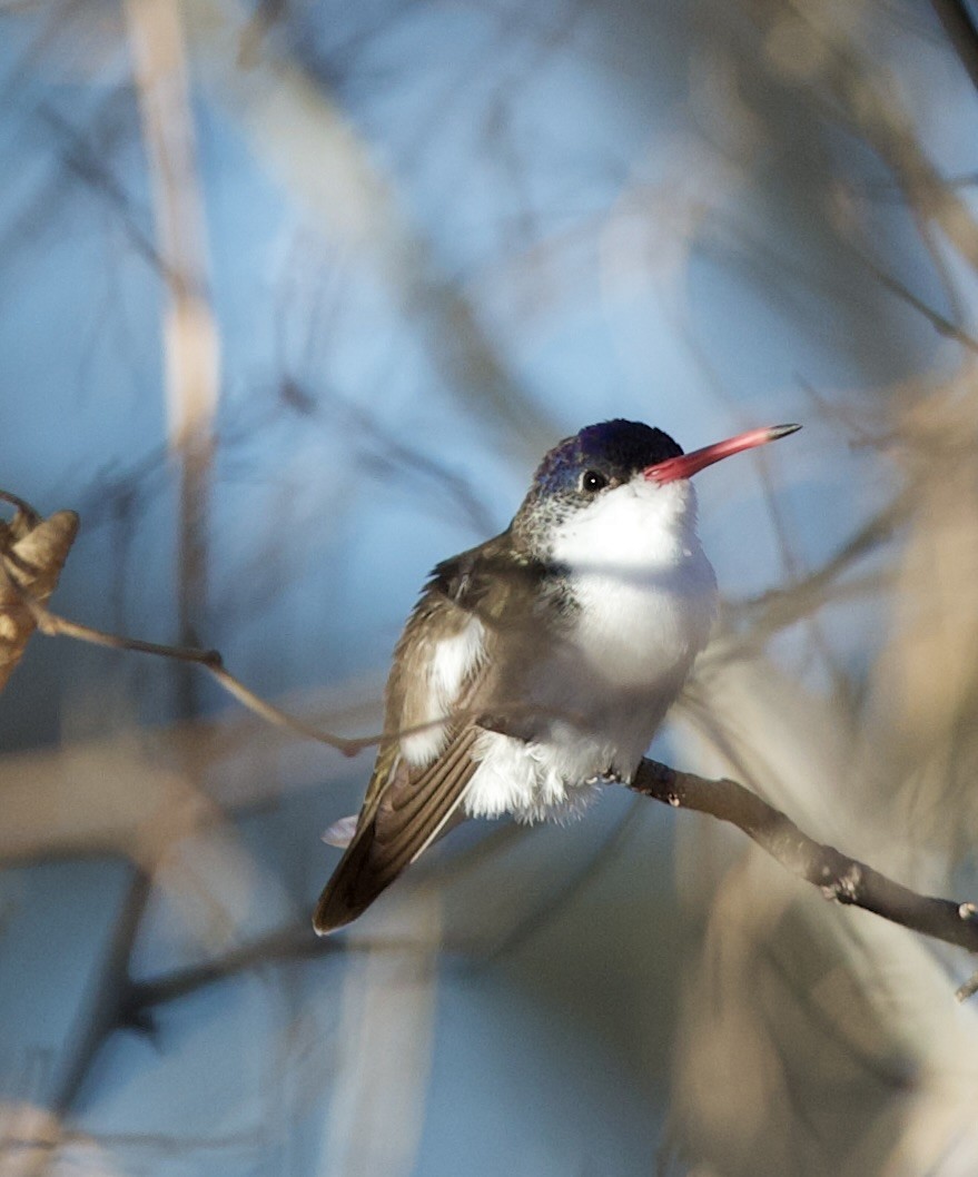 Violet-crowned Hummingbird - ML615518019